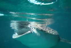 canon 20d 10/22mm
whale shark in free swimming by Eric Poulin 